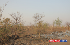 Once-Arid Vijayapura Transformed by Massive Tree Planting Initiative - thisweekindia